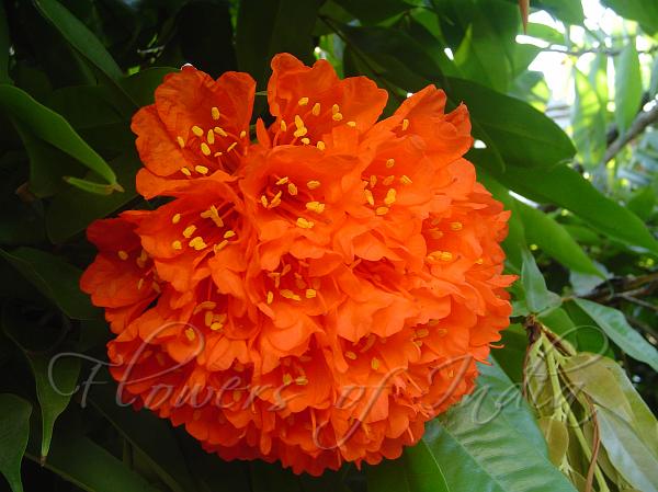 Scarlet Flame Bean